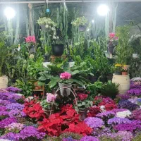 یک کارگر ساده جهت کار در گلخانه ویک نگهبانه شبانه