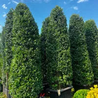 استخدام کارگر نهالستان با بیمه و حقوق 33