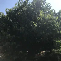 زمین باغ