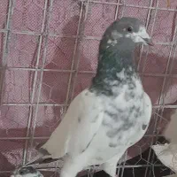 یوانت‌ریب‌