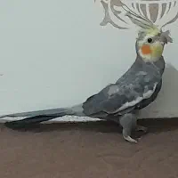 عروس هلندی نر