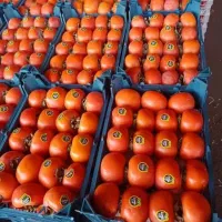 خرمالو عمده|عمده‌فروشی|اهواز, آریاشهر|دیوار