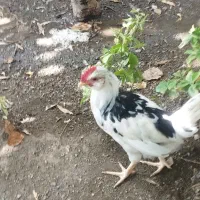 جوجه خروس گلین