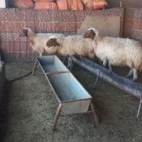 سه عدت میش داشتی دوتا شک یک میش سه شکم|حیوانات مزرعه|آبدانان, |دیوار