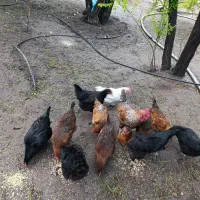 فروش مرغ تخم گذار