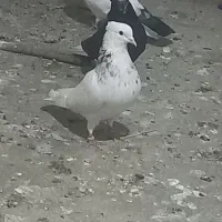 طوقی|پرنده|مسجد سلیمان, |دیوار