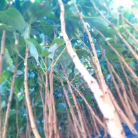 نهال پسته|خدمات باغبانی و درختکاری|مشهد, انصار|دیوار