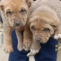 سگ آلابای سگ قلدر تمام عیار