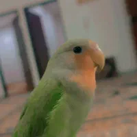 طوطی برزیلی|پرنده|مریوان, |دیوار