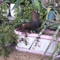 قهوه ایی ابادانی خوشکل نر معاوضه هم دارم|پرنده|شوش, |دیوار