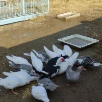 اردک اسرائیلی کمیاب طوسی16تایکجانروماده|حیوانات مزرعه|صوفیان, |دیوار