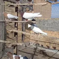 کبوتر کله ای و سینه ای