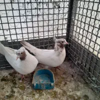 ماهرو نرو ماده کاکلی