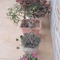 گربه dsh