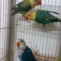 کوتوله مولد