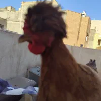 سه تامرغ رسمی دم تخم