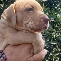 فروش توله پیتبول اصیل با شجره