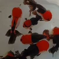 فروش گلدفیشهای تاپ گرید (عمده)