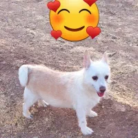 سگ گمشده|حیوانات|تربتحیدریه, آغوی|دیوار