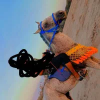 فروش اسب نریان