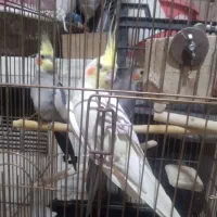 عروس هلندی سرحال|پرنده|کوهدشت, |دیوار