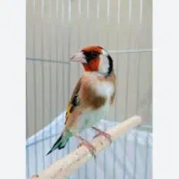 سهره مست مست