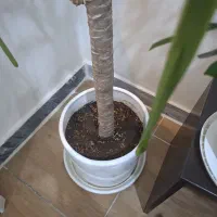 خانه ویلایی یک پلاک تا خیابان اصلی