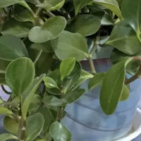 گل طبیعی|گل و گیاه طبیعی|دهگلان, |دیوار