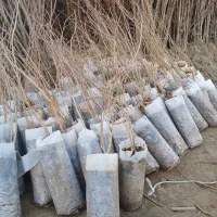 نهال‌های سالم انار برای کاشت|خدمات باغبانی و درختکاری|اصفهان, خواجو|دیوار