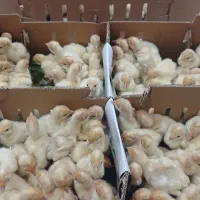 فرصت استثنایی جوجه بوقلمون بیوتی عمده|حیوانات مزرعه|قم, شهدا|دیوار