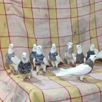 طوقی صد عدد ناب