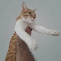 واگذاری گربه|گربه|قزوین, |دیوار