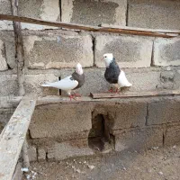 طوقی|پرنده|آبپخش, |دیوار