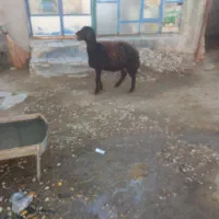 بره قوچ افشاری|حیوانات مزرعه|شیرین‌سو, |دیوار