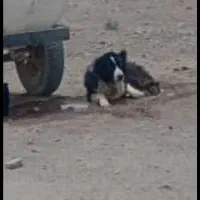 گمشده سگ گله