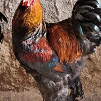 تخم مرغ برهما