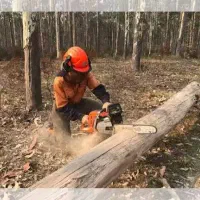 قطع درختان مزاحم و بی ثمر