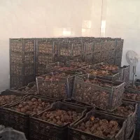 پیاز گل نرگس پیاله ای (شهلا)