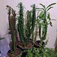 فروش فوقالعاده گل های آپارتمانی|گل و گیاه طبیعی|بیرجند, |دیوار