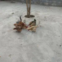 پرنده مرغ|حیوانات مزرعه|لردگان, |دیوار