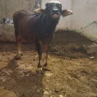 گوساله گاومیش