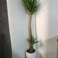 یک عدد گل آپارتمانی با دو عدد گل هدیه