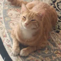 گربه گم شده