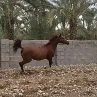 مادیون درهشوری