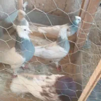 چهار عدد طوقی|پرنده|مشهد, کارمندان دوم|دیوار