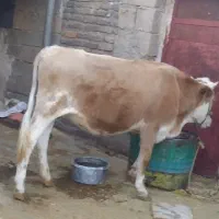 تلیسه جوان مخصوص داشت|حیوانات مزرعه|دره شهر, |دیوار