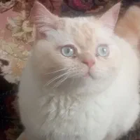 گربه بریتیش نر