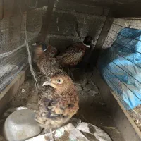 خروس برهما محلی و غیره..