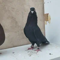 کبوتر چشم و نوک سفید|پرنده|میاندوآب, |دیوار