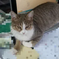 واگذاری گربه